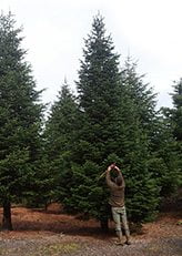 Grote maat kerstboom